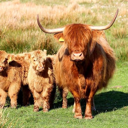 Drumbuie Farm B&B Drumnadrochit Dış mekan fotoğraf