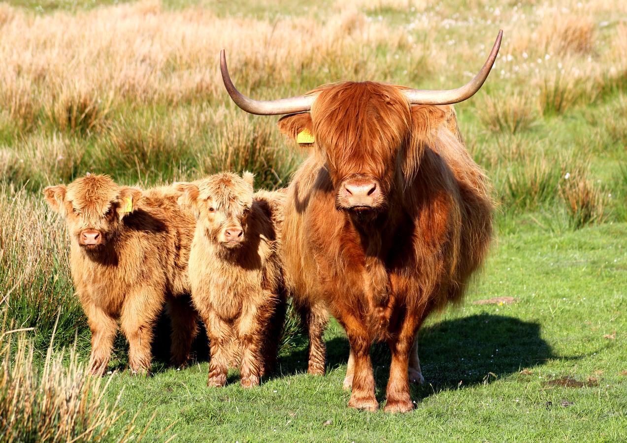 Drumbuie Farm B&B Drumnadrochit Dış mekan fotoğraf