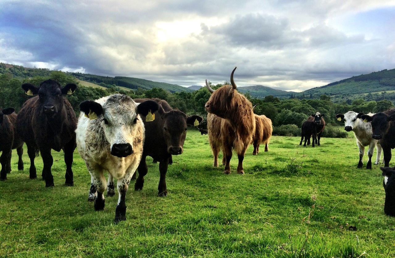 Drumbuie Farm B&B Drumnadrochit Dış mekan fotoğraf