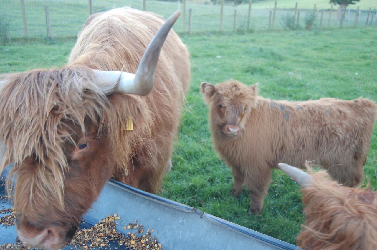 Drumbuie Farm B&B Drumnadrochit Dış mekan fotoğraf