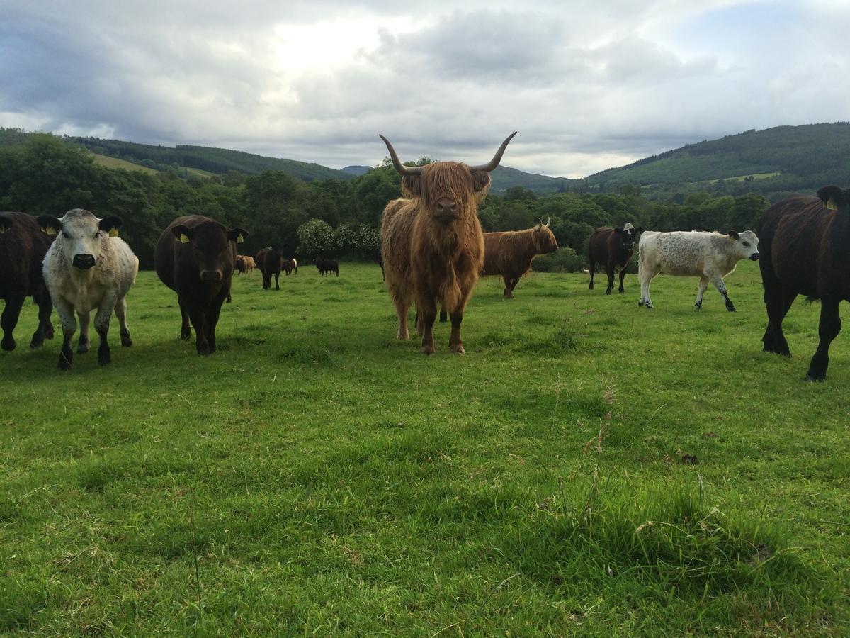 Drumbuie Farm B&B Drumnadrochit Dış mekan fotoğraf